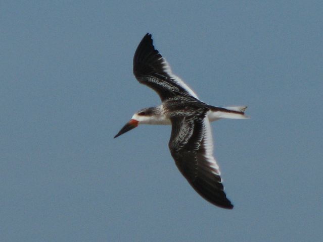 Black Skimmers
